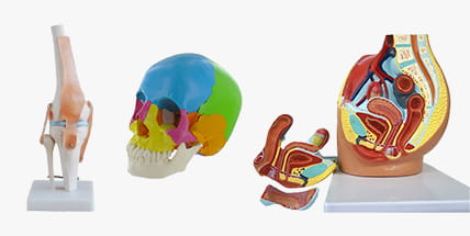 Modelli anatomici