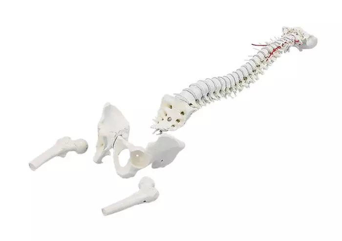 Colonna vertebrale con bacino e testa del femore Erler Zimmer 4014-1