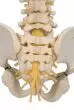 Colonna vertebrale infantile di qualità 3B BONElike™ A52