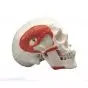 Modello classico di cranio con muscolatura masticatoria, in 2 parti A24