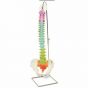 Modello di Colonna vertebrale flessibile didattica A58/8