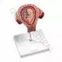 Modello dell'embrione umano al 3. mese - L10/3