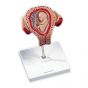 Modello dell'embrione umano al 3. mese - L10/3