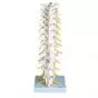 Colonna vertebrale toracica A73