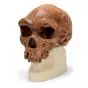 Modello di cranio antropologico - Broken Hill ou Kabwe VP754/1