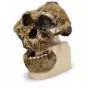 Cranio antropologico - KNM-ER 406, Omo L. 7a-125 VP755/1