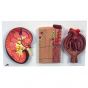 Sezione del rene, nefrone, vasi sanguigni e corpuscoli renali di Malpighi K11