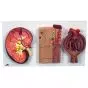Sezione del rene, nefrone, vasi sanguigni e corpuscoli renali di Malpighi K11