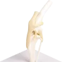 Modello anatomico di Erler Zimmer del ginocchio canino