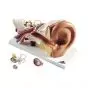 Modello anatomico dell' orecchio, ingrandito 3 volte, in 4 parti E10