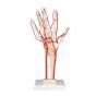Scheletro della mano con arterie M17