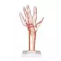 Scheletro della mano con arterie M17