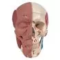 Cranio con muscolatura facciale - 3B