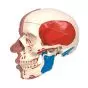 Cranio con muscolatura facciale - 3B