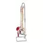 Colonna vertebrale flessibile classica dipinta, con tronchi del femore mobili e illustrazione dei muscoli A58/3