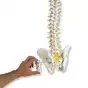 Colonna vertebrale flessibile, modello di lusso A58/5