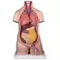 Torso classic, senza sesso, in 10 parti B09/1