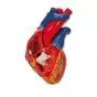 Modello di cuore G01