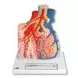 Lobo polmonare con vasi sanguigni circostanti G60