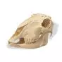 Cranio di pecora (Ovis aries) T30018
