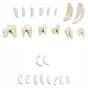 Tipiche forme di denti di mammiferi - 3b Scientific