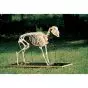 Scheletro di pecora (Ovis aries) T30036 - 3B Scientific