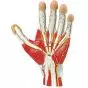Modello anatomico della mano in 3 parti Erler Zimmer M170