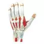 Modello anatomico della mano in 3 parti Erler Zimmer M170