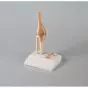 Articolazione del ginocchio in miniatura con sezione trasversale Erler Zimmer 4522