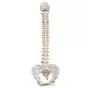 Colonna vertebrale flessibile classica, con bacino femminile A58/4