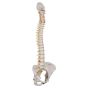 Colonna vertebrale flessibile classica, con bacino femminile A58/4