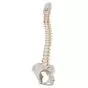 Colonna vertebrale flessibile classica, con bacino femminile A58/4