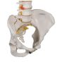 Colonna vertebrale flessibile classica, con bacino femminile A58/4