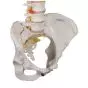 Colonna vertebrale flessibile classica, con bacino femminile A58/4