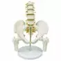 Modello anatomico di bacino con vertebre lombari e teste femorali in 5 pezzi