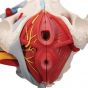 Modello di Pelvi femminile con legamenti, vasi, nervi, pavimento pelvico e organi, in 6 parti H20/4