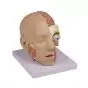 Modello anatomico di testa in 4 parti C250 Erler Zimmer