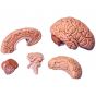 Cervello, modello classico, in 5 parti C18