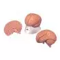Modello del Cervello in 2 parti C15