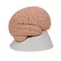 Cervello, modello conveniente, in 2 parti C15/1