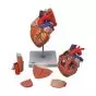 Cuore con trachea ed esofago, ingrandito 2 volte, in 5 parti G13