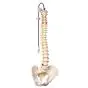 Colonna vertebrale flessibile classica A58/1