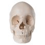 Cranio scomponibile 3B Scientific - Versione anatomica in 22 parti A290