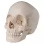 Cranio scomponibile 3B Scientific - Versione anatomica in 22 parti A290