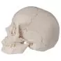 Cranio scomponibile 3B Scientific - Versione anatomica in 22 parti A290