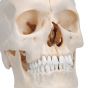 BONElike Cranio - cranio osseo, in 6 parti A281