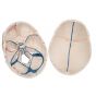 Cranio, modello classico, con mandibola aperta A22