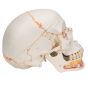 Modello classico di cranio con mandibola aperta, dipinto A22/1