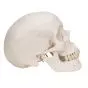 Cranio, modello classico, in 3 parti A20