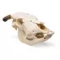 Cranio di bue (Bos taurus) T30015
